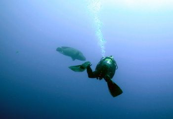 Sharm: a big napoleon and a "big" diver. Coolpix 5000, Se... by Ugo Gaggeri 